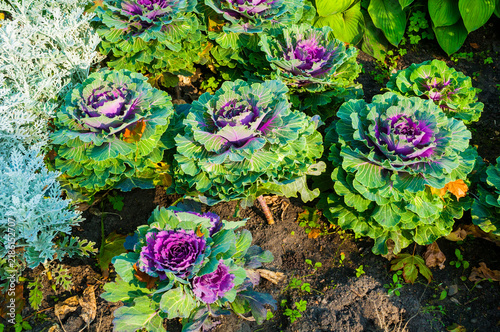 Obraz na płótnie Garden background - a patch of ornamental cabbage or ornamental kale plants growing in soil
