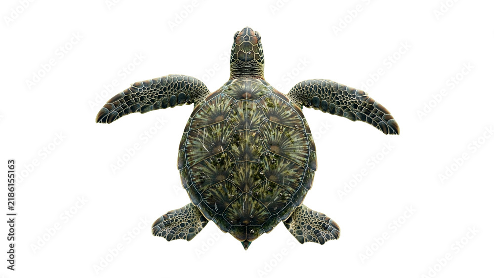 Fototapeta premium Sea turtle isolated on transparent background