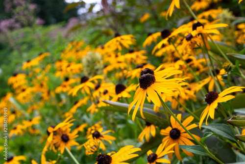 Yellow flowers