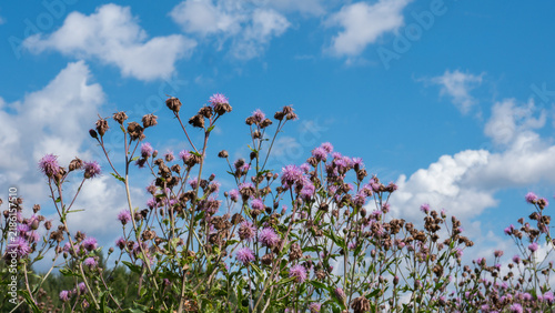 Creeping Thistle Cirsium arvense Flowering and Fading against a Blue Sky from Ground Level — Concept: Wild Meadow Pollinator Habitat, Weed Spread and Land Management, Summer Countryside Freedom