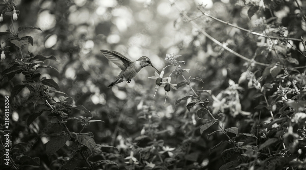 Fototapeta premium Monochrome hummingbird hovering beside small flowers in dense green foliage