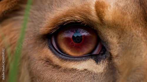 Extreme macro photorealistic footage of a single lion eye, authentic African lion anatomy with a deep copper iris