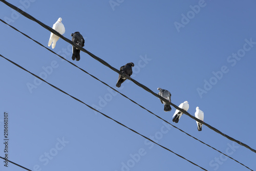 Pigeons perched on power lines against blue sky