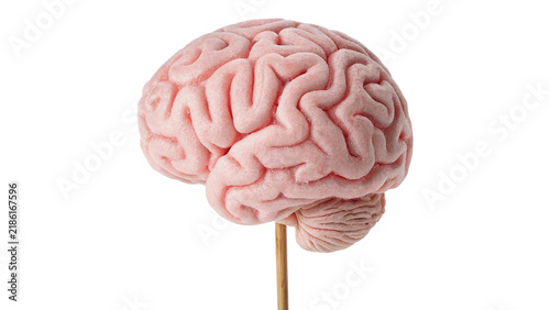 Obraz na plátně Anatomical model illustration of a pink human brain organ isolated on transparen