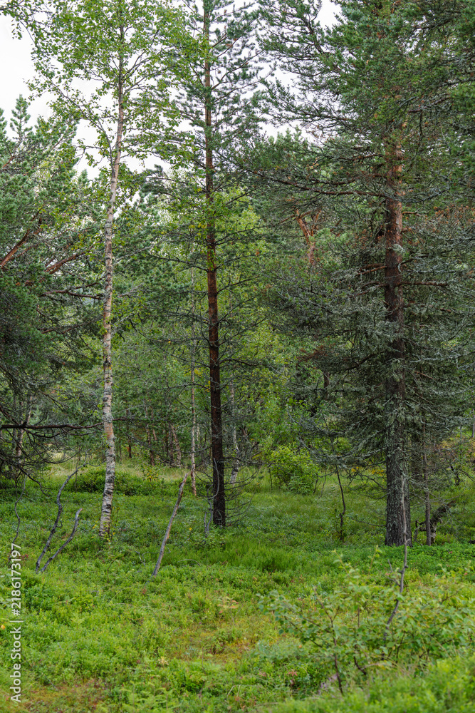 Obraz premium Lush green scots pine Pinus sylvestris forest with birch tree nature