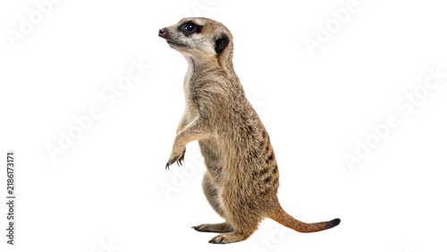 Canvas Print Alert wild meerkat standing on hind legs looking around isolated on transparent