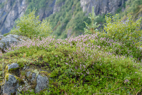 Wild Calluna vulgaris heather and moss grow on mountain rock landscape