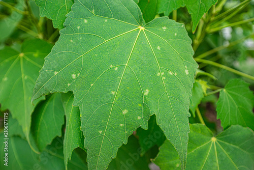 Photography Large green leaf with prominent palmate veins in close-up