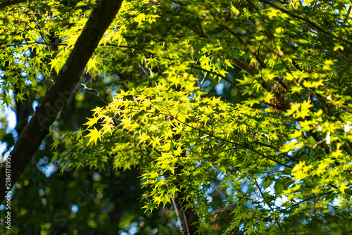 Photography Sunlit fresh green Japanese maple leaves in woodland