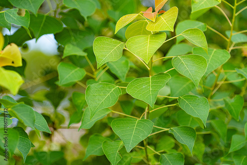 Canvas Print Fresh heart-shaped green leaves with visible veins in close-up