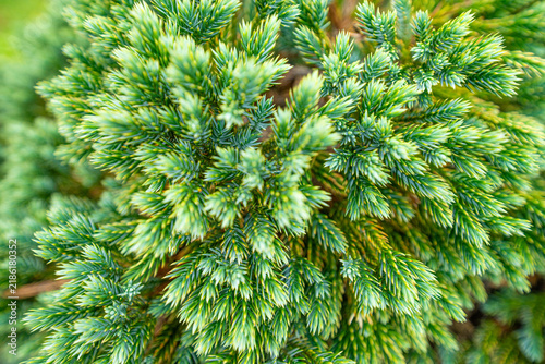 Photography Dense blue-green conifer foliage in a garden close-up