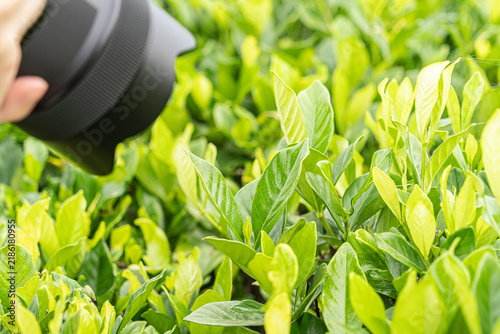 Camera lens held close to fresh green leaves