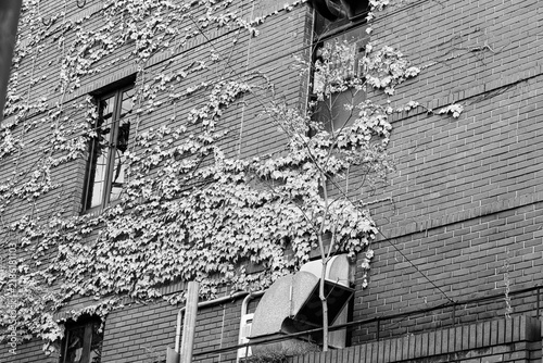 Canvas Print Ivy climbing across a brick building facade in black and white