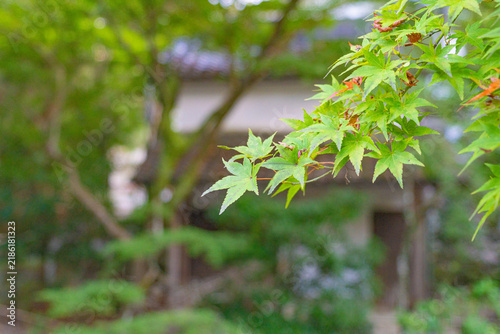 Canvas Print Fresh green Japanese maple leaves in a quiet garden