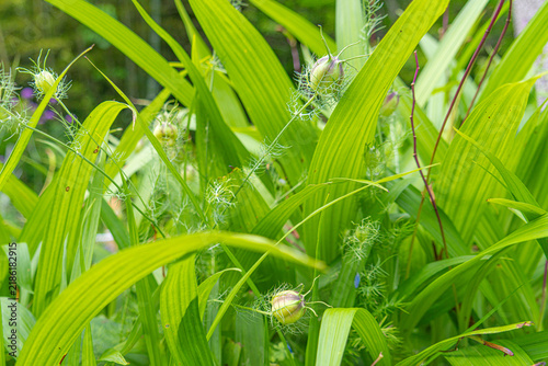 Canvas Print Love-in-a-mist seed pods nestled among lush green foliage