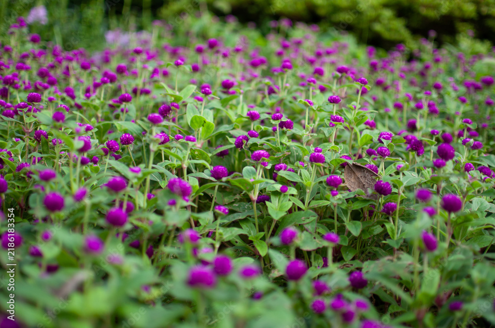 Obraz premium field of flowers