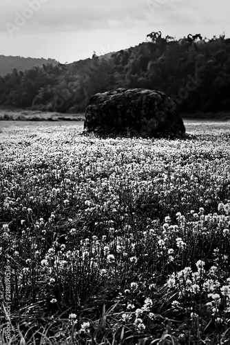 Tapety artystyczne Yamaguchi limestone meadow with pale boulder and flowers