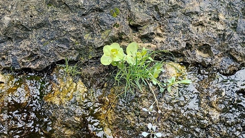 stone wall background, stones background, asphalt background