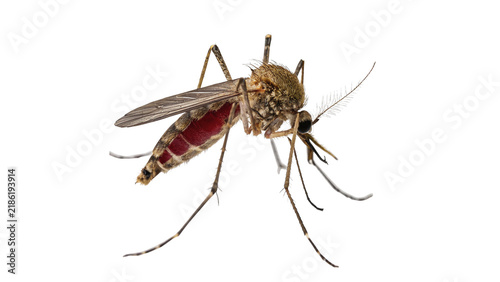 Konstfotografi Common wild mosquito insect standing alertly close up isolated on transparent ba