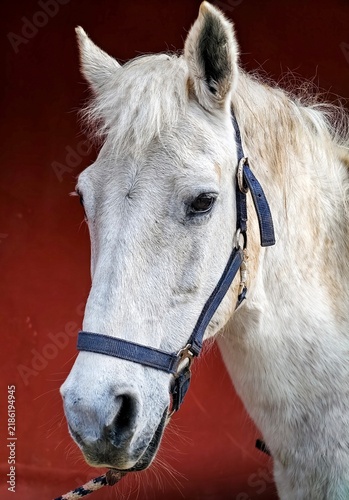 Foto Vertical close-up portrait of a beautiful white horse with a blue halter against a dark red background