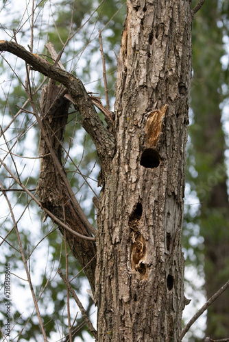 Multiple Wildlife Nesting Cavities in Weathered Dead Tree Trunk