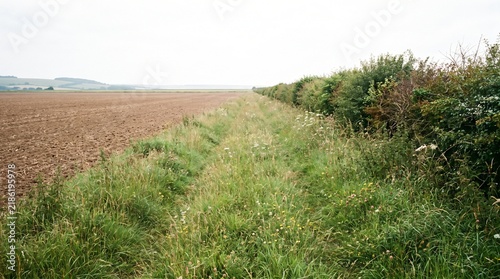 Field Margin: A Wide Uncultivated Grass Strip Between Ploughed Soil And Hedge