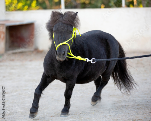 Canvastavla miniature horse with halter