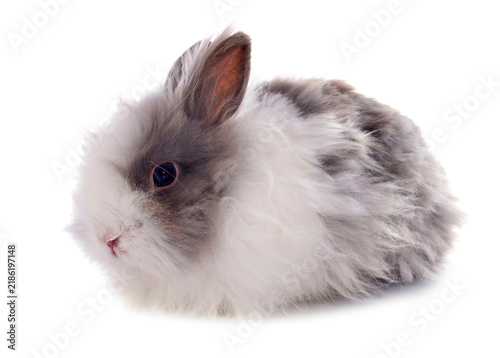 Fotografie angora rabbit
