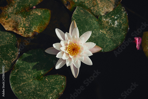Fotografía Macro shot of a single white water lily flower blooming on dark pond water
