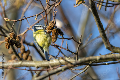 Photography Adult blue tit foraging on alder cones