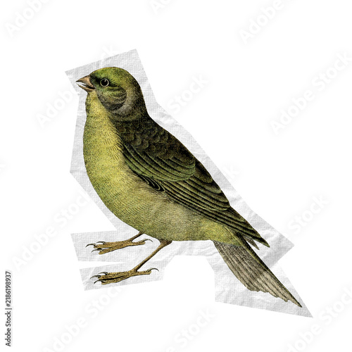 Obraz na plátně Green Songbird Cutout Vintage Wildlife Illustration