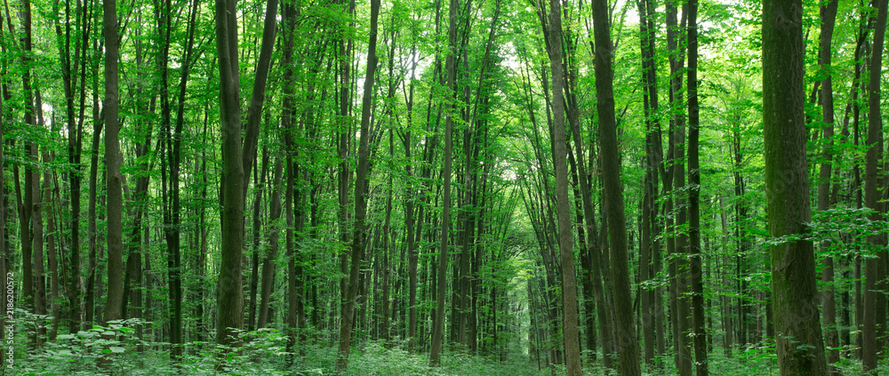 Obraz premium green Forest trees. nature green wood sunlight backgrounds