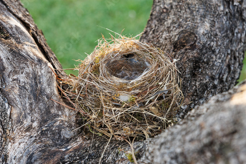 Plakat Empty Abandoned Bird Nest Built in Old Tree