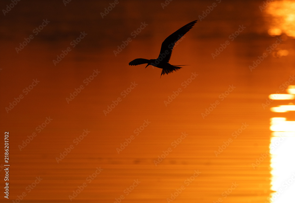 Fototapeta premium A backlit image of White-cheeked Tern flying during sunrise at Tubli, Bahrain