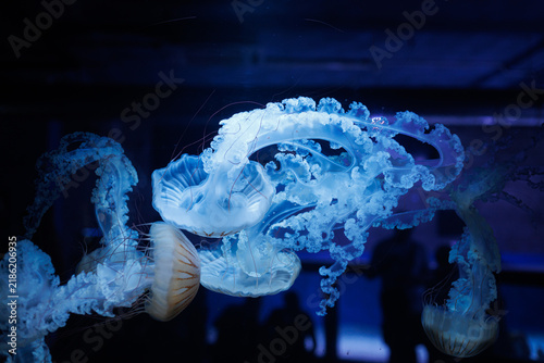 Canvastavla English: Compass jellyfish Chrysaora hysoscella floats underwater with long tentacles and frilled oral arms