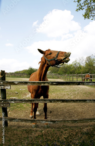 Side view portrait close up of smelling horse outdoors. Purebred stallion curls up its to lip to smell.