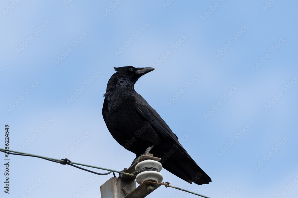 Obraz premium Black crow perched on utility pole insulator under clear blue sky with wide copy space