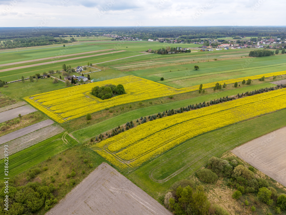 Obraz premium High Angle Drone View of Spring Canola Fields and Forest Edge