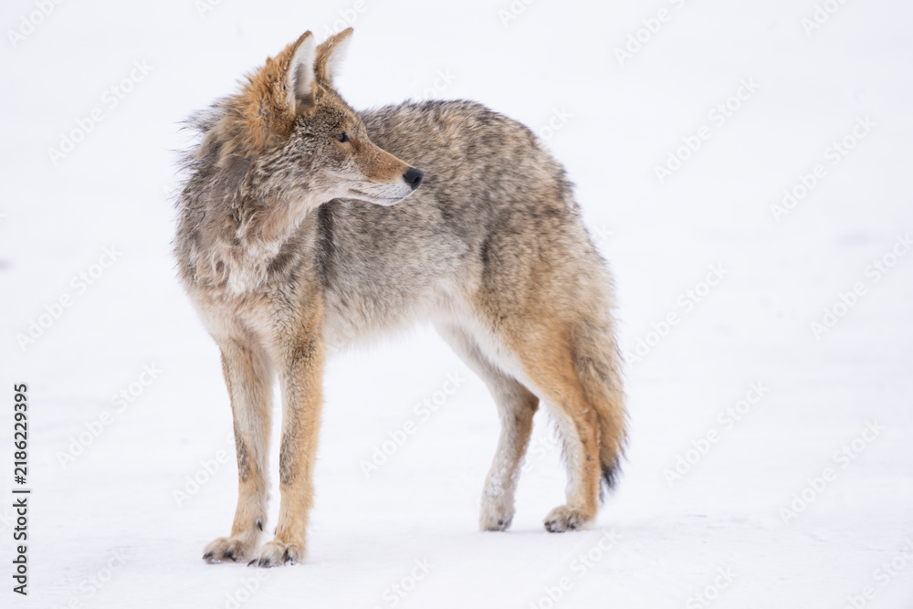 Fototapeta premium Call of the wild. Coyote hearing a pack of wolves in the distance has him alerted of danger. 