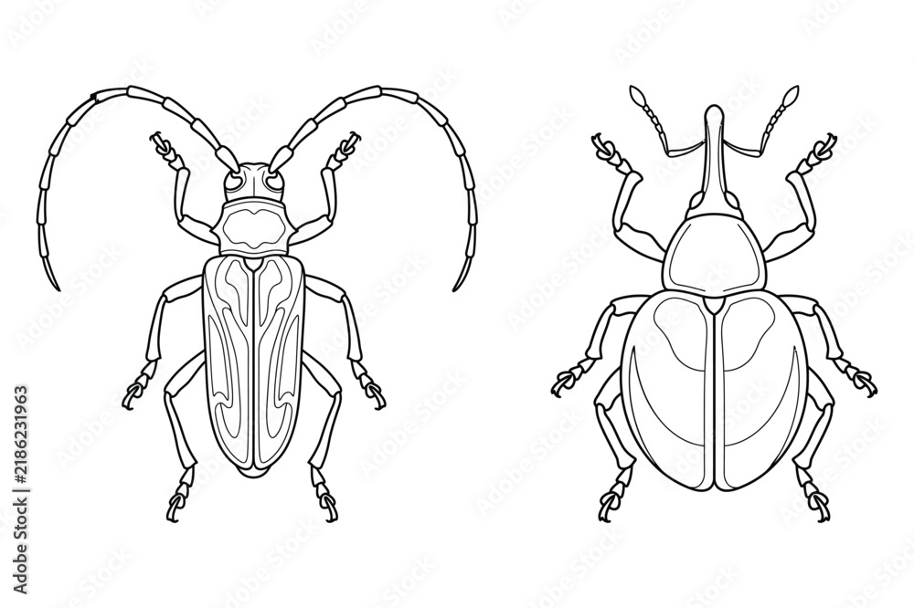 Obraz premium Detailed line art drawing of two different types of beetles with entomology