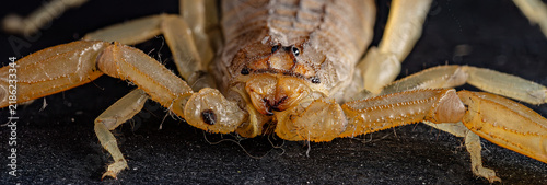 Fotografie Close-up of a yellow scorpion on a dark textured background