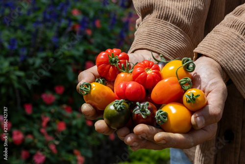 Farmer hand holding variety of fresh organics homegrown heirloom tomatoes in vegetable farmer market for food ingredient and nutrition during harvest season