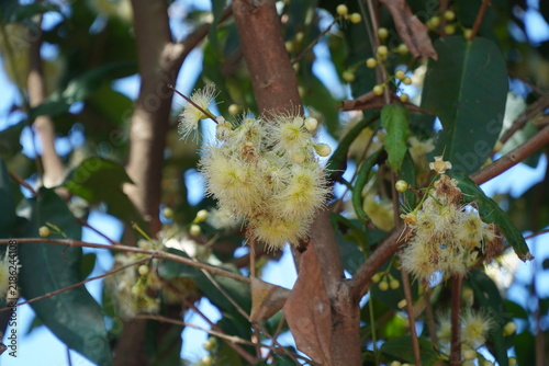Close-up of white rose apple flower blossom blooming on tree branch with small buds, representing botany growth, tropical fruit blossom, nature beauty, and spring season. (Syzygium samarangense).