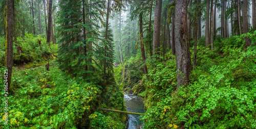 Beautiful wide panoramic view of a mountain river canyon in a dense temperate forest