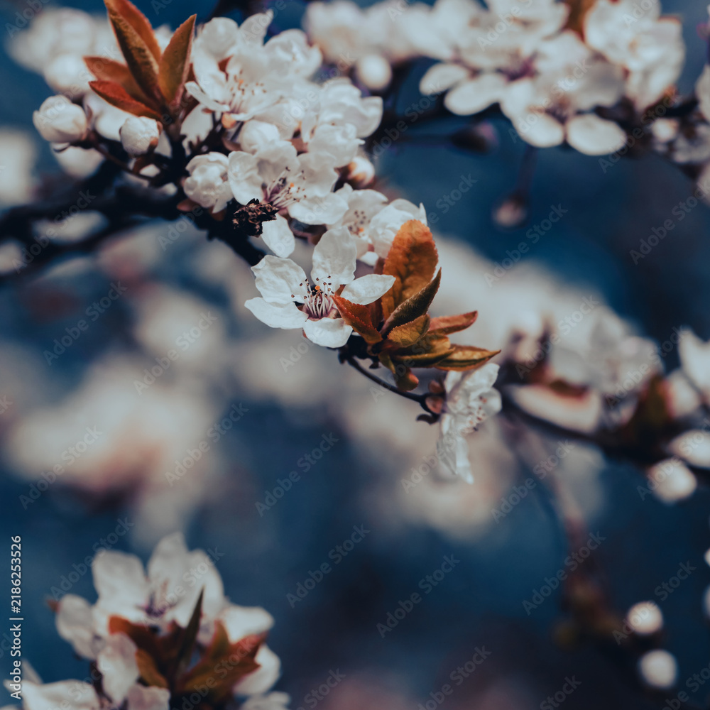 Obraz premium Beautiful floral spring abstract background of nature.