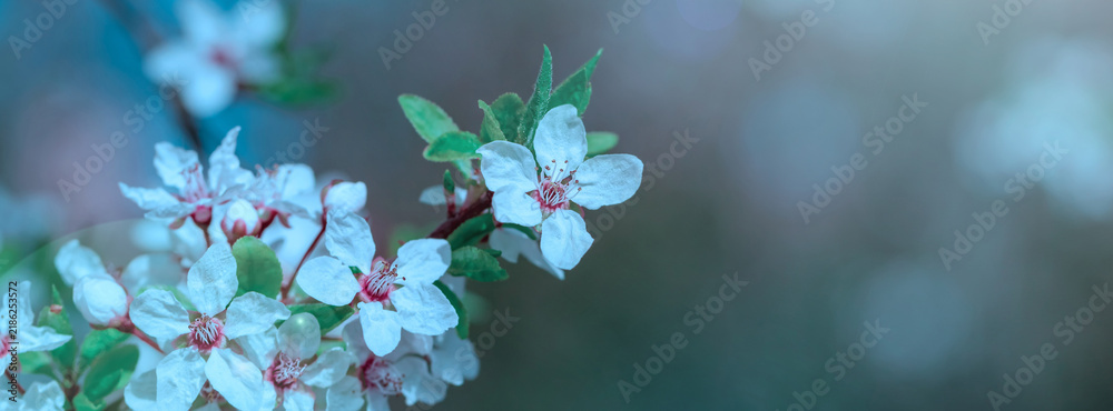 Obraz premium Spring flowering tree, shallow depth of field. Beautiful floral spring abstract background of nature. For easter and spring greeting cards.