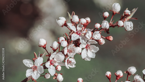 Spring flowering tree, shallow depth of field. Beautiful floral spring abstra...