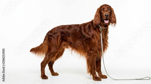 Obraz na płótnie Elegant Irish Setter Dog Standing Studio Portrait