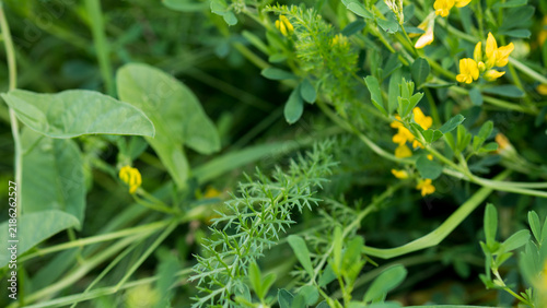 Foto Sickle Medick Medicago falcata in Yellow Flower among Meadow Grasses and Vetch —