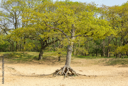 Bruid van Haarlem (Bride of Haarlem), a prominent, protected sand dune area located within the Kennemerduinen section of the Zuid-Kennemerland National Park in North Holland, Netherlands